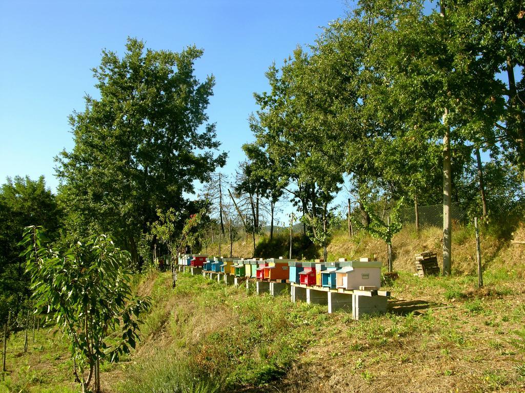 Agriturismo Angio Nel Cere Bracelli Exterior photo